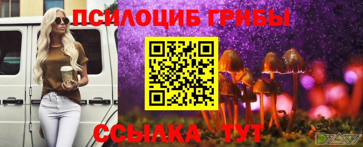 Галлюциногенные грибы Psilocybe Электрогорск